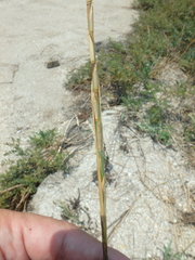 Thinopyrum bessarabicum