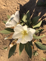 Oenothera cespitosa