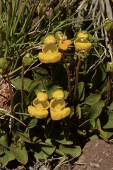 Calceolaria polyrhiza