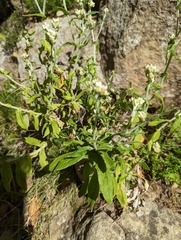 Pseudognaphalium californicum