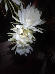 Epiphyllum oxypetalum