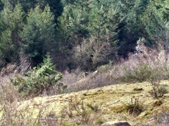 Canis lupus crassodon