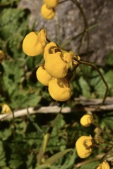 Calceolaria polyrhiza