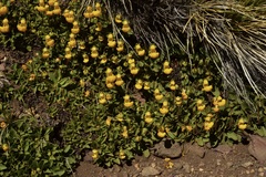 Calceolaria polyrhiza