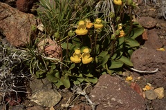 Calceolaria polyrhiza