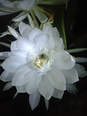 Epiphyllum oxypetalum