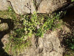 Pseudognaphalium californicum