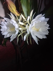 Epiphyllum oxypetalum