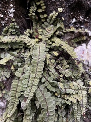 Asplenium trichomanes pachyrachis