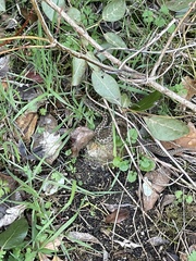 Vipera aspis zinnikeri