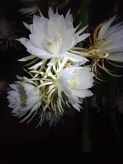 Epiphyllum oxypetalum