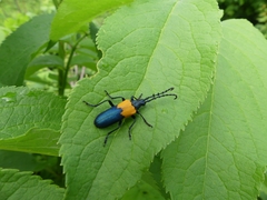 Desmocerus palliatus