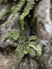 Asplenium trichomanes pachyrachis