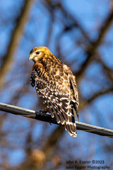 Buteo lineatus lineatus