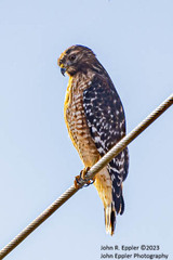 Buteo lineatus lineatus