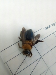 Mesoxaea