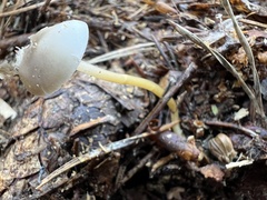 Strobilurus esculentus