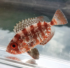 Heteropriacanthus carolinus