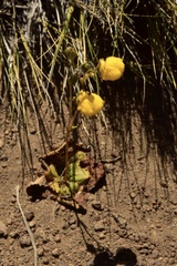 Calceolaria filicaulis