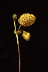 Calceolaria filicaulis
