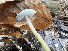 Strobilurus esculentus