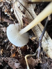 Strobilurus esculentus