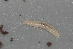 Scutigerellidae