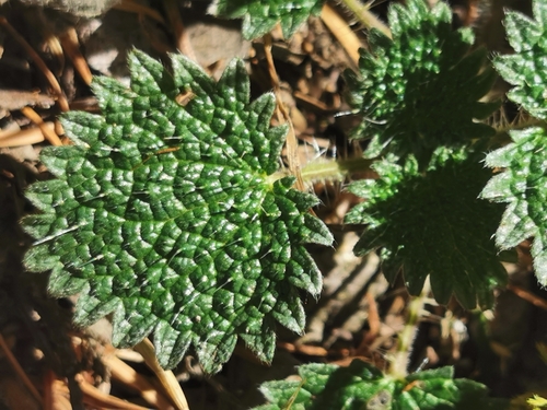 Image of Urtica gracilenta by (c) M. Socorro González Elizondo, some rights reserved (CC BY-SA)