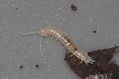 Scutigerellidae