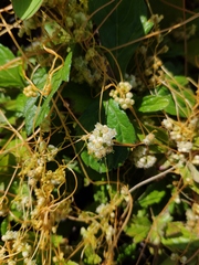 Cuscuta australis
