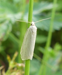 Eana georgiella