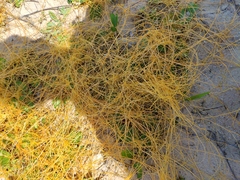 Cuscuta australis