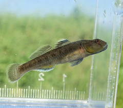 Biwayoshinobori Goby photo 1