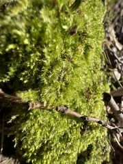Brachytheciastrum velutinum