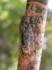 Amphipsalta cingulata