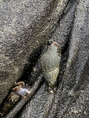 Melanoides tuberculata