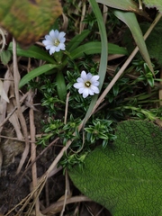 Gentiana loureiroi