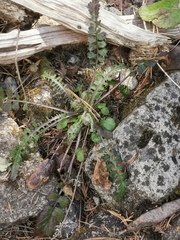 Packera quebradensis