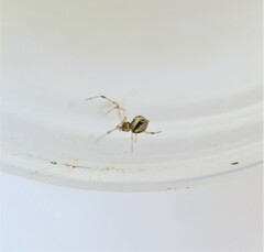 Cryptachaea altiventer