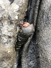 Melanoides tuberculata