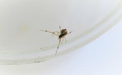 Cryptachaea altiventer