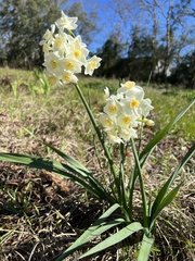Narcissus tazetta