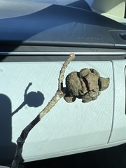 Disholcaspis quercusvirens