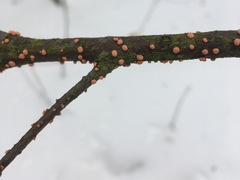 Nectria cinnabarina