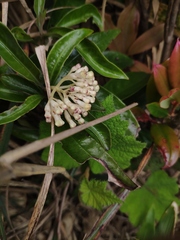 Foonchewia coriacea