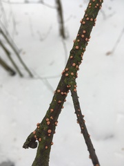Nectria cinnabarina