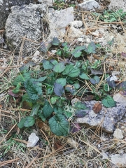 Packera quebradensis