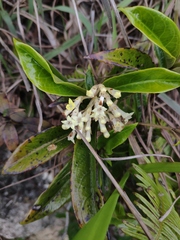 Foonchewia coriacea