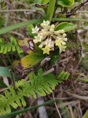 Foonchewia coriacea