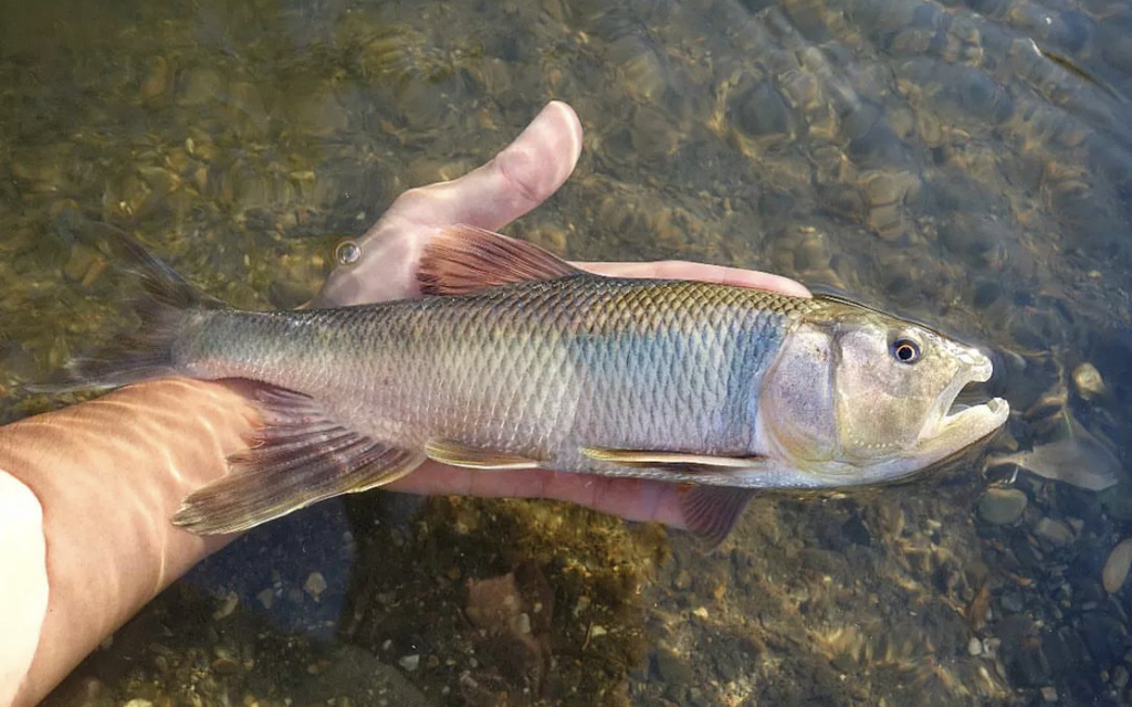 Piscivorous chub (Opsariichthys uncirostris) — Cyprinidae